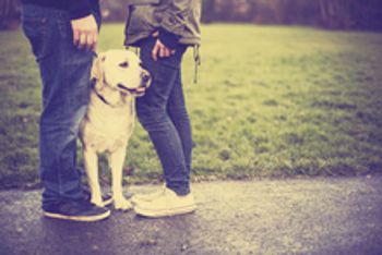 veterinary-dog-couple-young-220px-483405635_1.jpg