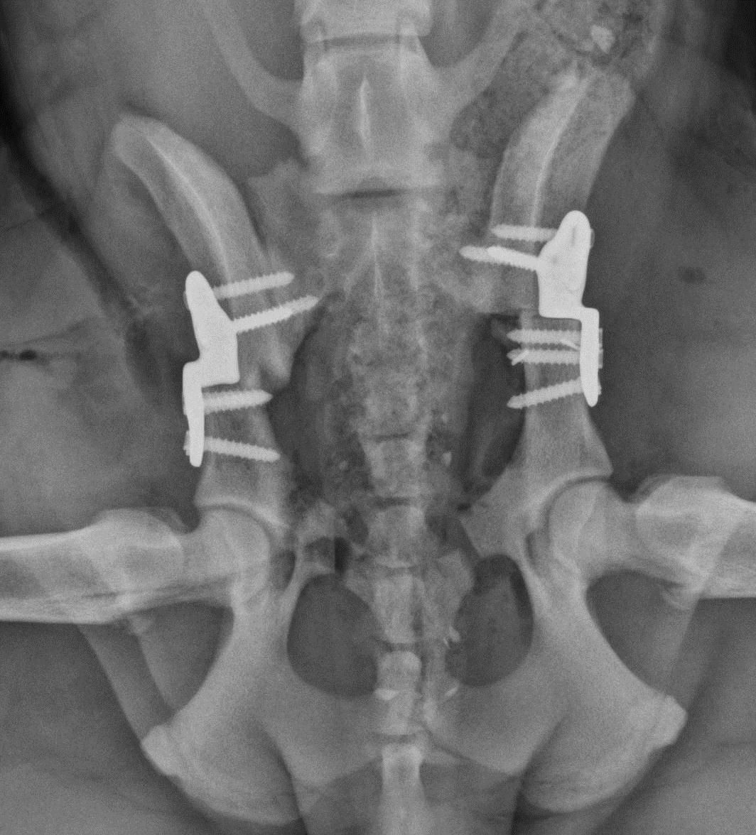 Diagnosing and treating rear limb disorders in dogs (Proceedings)