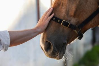 Equine care