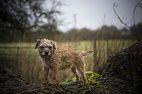 AVMA 2017: Rabies Vaccination - What You Need to Know | dvm360