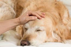 One Health Company partners with IDEXX to enhance canine cancer care