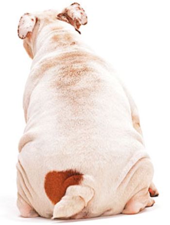 fat_web-824042-1404218069540.jpg