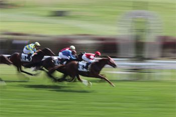 veterinary_horse_race_8_460-648363-1384339068907.jpg