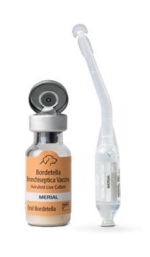 Intranasal store bordetella vaccine