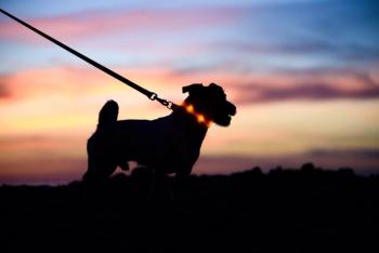 Photo: alexei_tm/Adobe Stock