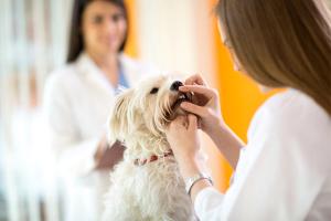 Client handout: Does your pets smile hurt?