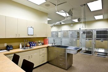 veterinary-dycus-bartlettimage-1058_450.jpg