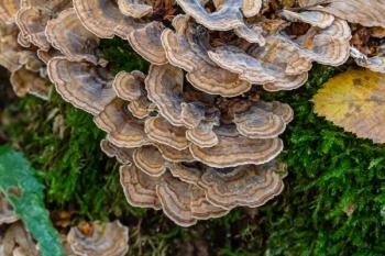 Turkey tail mushrooms