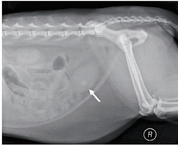 veterinary_diagnote0611_fig5-724421-1404228058064.jpg