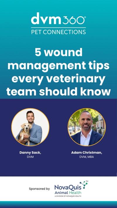 5 wound management tips every veterinary team should know