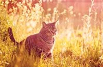 veterinary-cat-tall-grass-813486-1382843469540.jpg