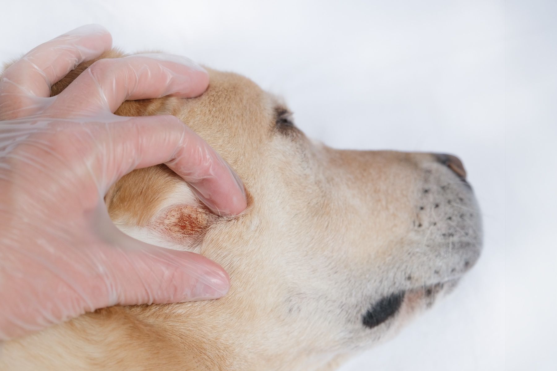 Allergic dermatitis in a dog