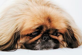 veterinary_pekingese_sad_sb10065668t_450px.jpg