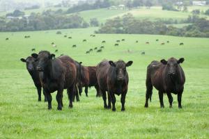 Equine