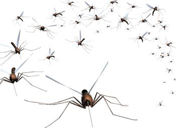 veterinary-a-swarm-of-mosquitoes-grab-the-bug-spray-7746889_450-1.jpg