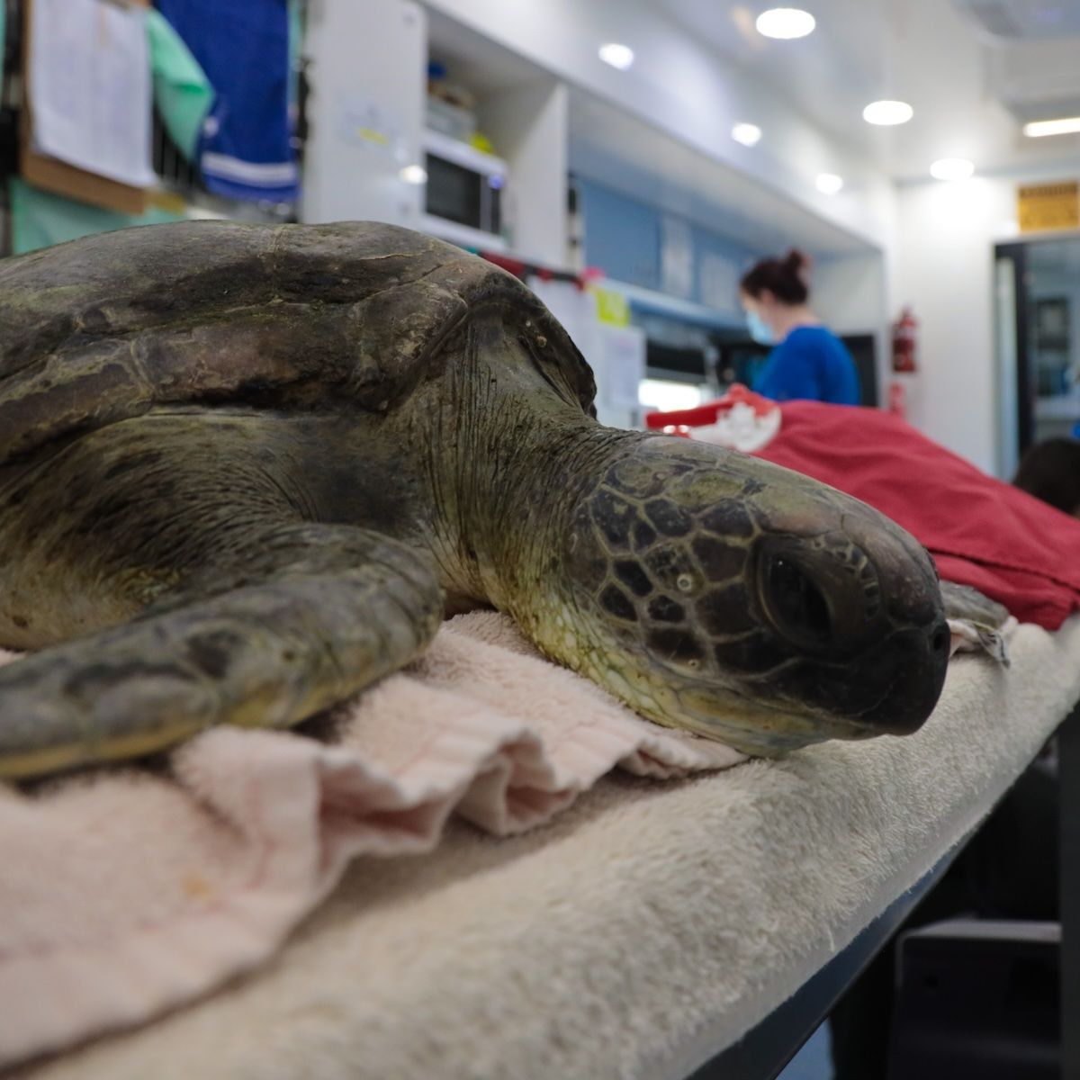 Injured turtle