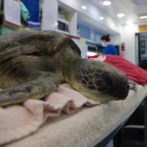 Injured turtle