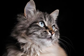 veterinary-cat-fashion-portrait-of-a-fluffy-pedigree-cat-shutterstock-512848027_450.jpg