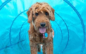 veterinary-dog-goldendoodle-agility-tunnel-AdobeStock_178149786-450px.jpg