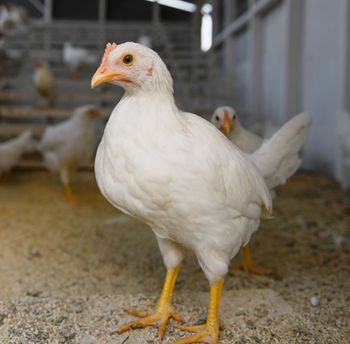 layingchicken_450-1.jpg