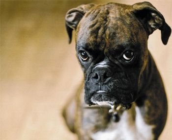 veterinary-topnews-flatulence-dogs.jpg