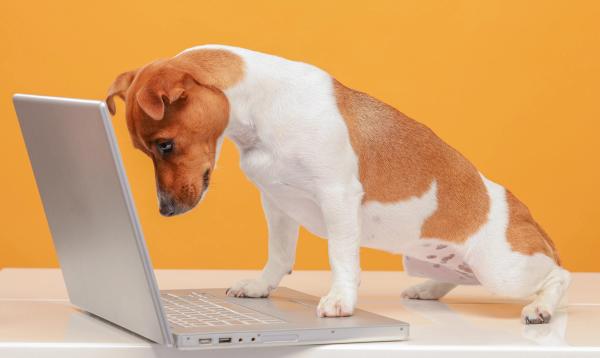 Sneak peek: dvm360 heads to VMX, and other news 