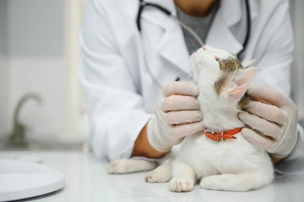 Q&A: Managing anemia, appetite loss, and phosphorus in feline chronic kidney disease