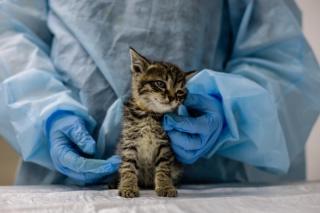 Veterinary infection preventionists: Who are they?