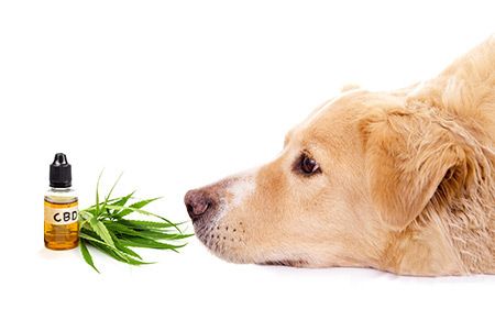 Cbd Trial Results Encouraging For Dogs With Epilepsy Dvm360