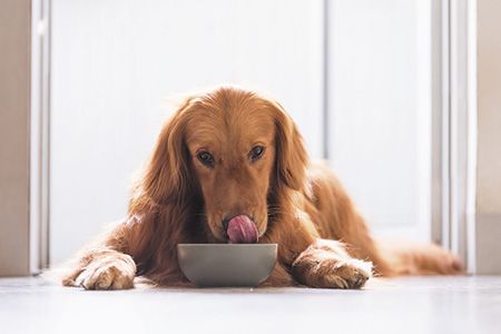 veterinary-golden-retriever-eating-450px-shutterstock-677100640.jpg