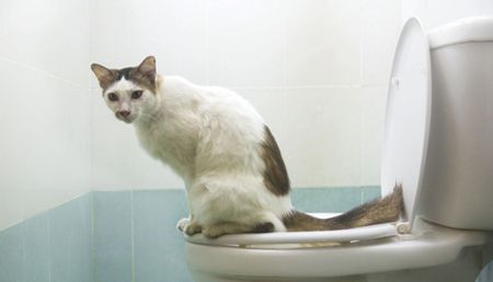 severe constipation in cats
