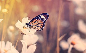 veterinary-butterfly-AdobeStock_139511774-100.jpg