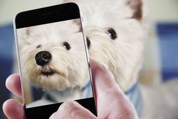 veterinary-dog-man-taking-a-photo-of-dog-450px-shutterstock-233850043.jpg