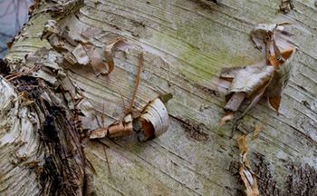 ve_10_22_18_chapel_hd_birch_still.jpg