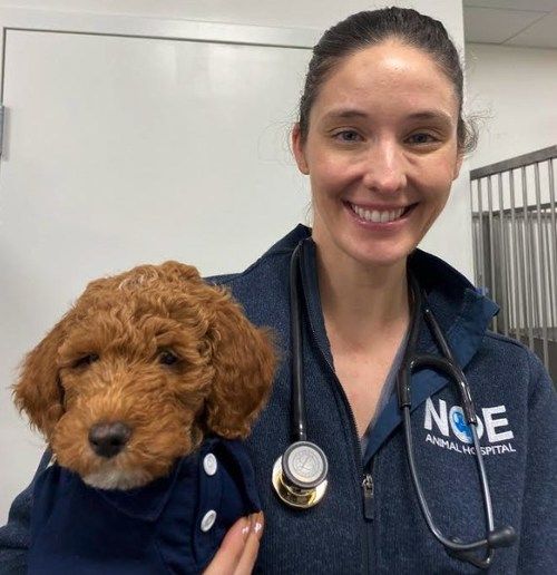 Noe Animal Hospital in San Francisco opens its doors