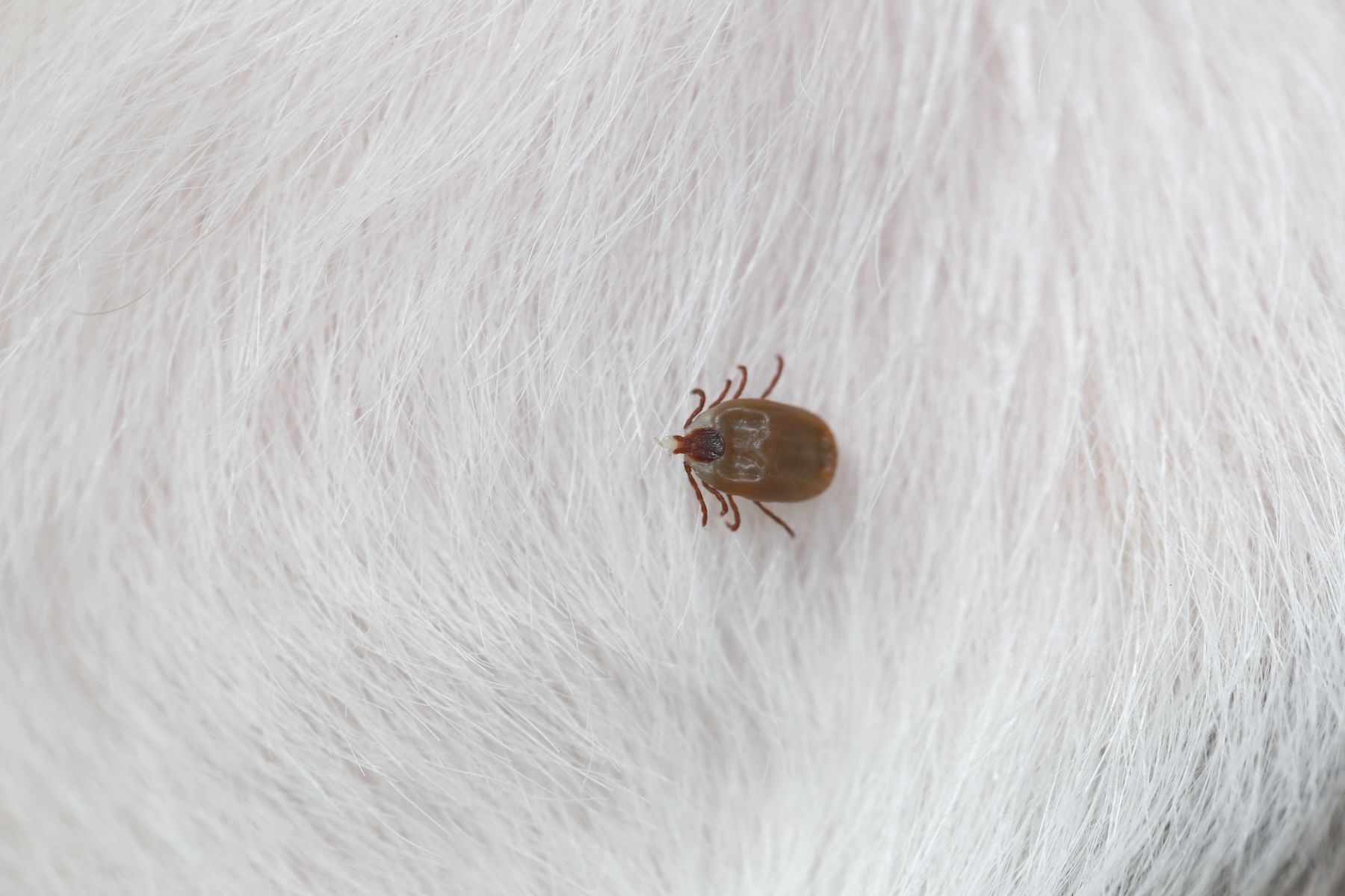 <![CDATA[USDA approves canine vaccination for Lyme disease and leptospirosis]]>