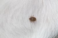 Tick on a dog