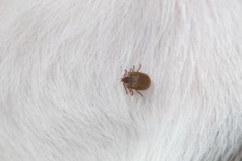 Tick on a dog