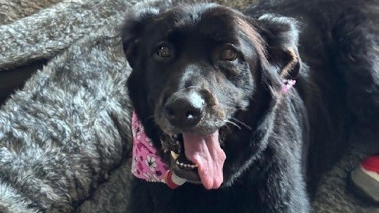 Propranolol Dose in Dogs for Behavior: Safe & Effective Guidelines