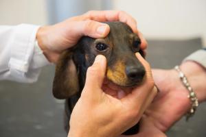 Ophthalmic examinations should not be complicated or expensive