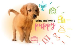 veterinary-puppy-handout-set-450.jpg