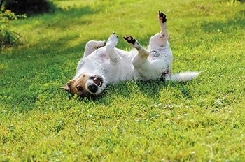 veterinary-infected-or-allergic-dog-scratching-and-itching-its-back-on-ground-450px-shutterstock-1049487830.jpg