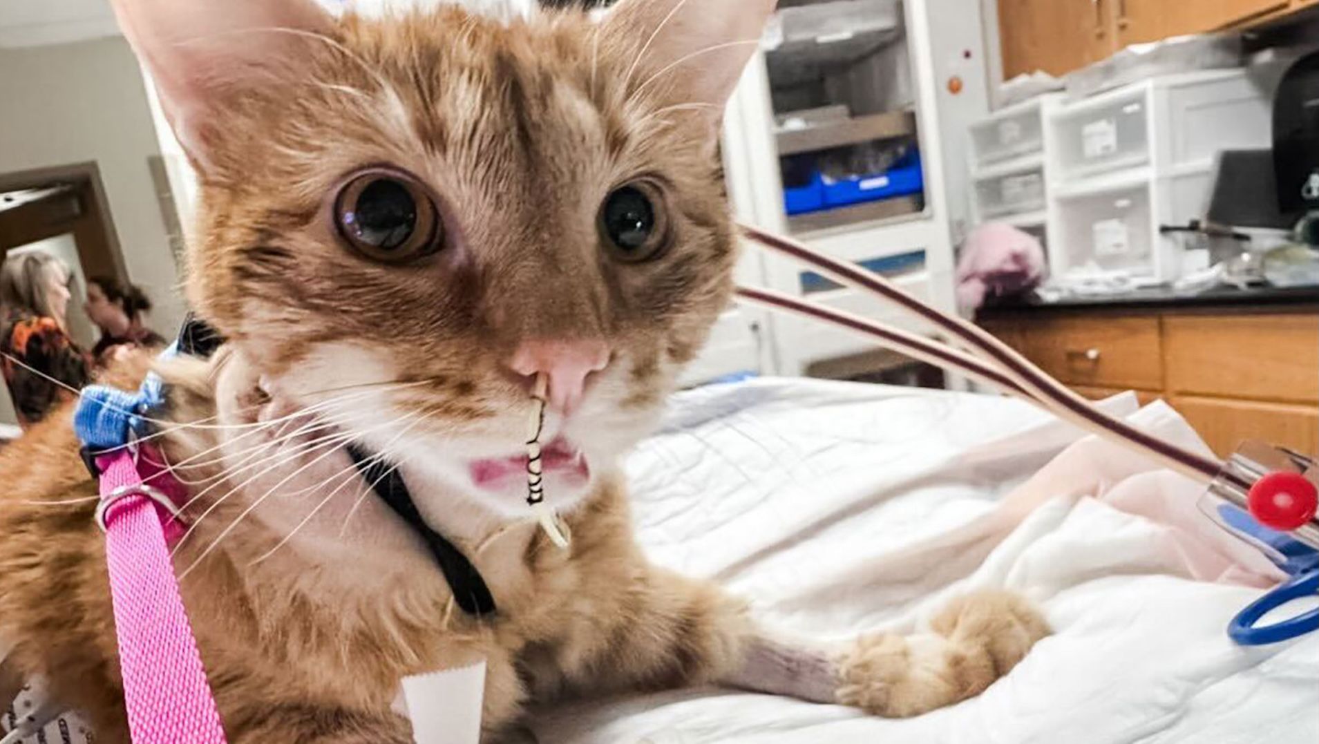 Can You Treat Bird Flu in Cats: Effective Steps to Save Your Pet