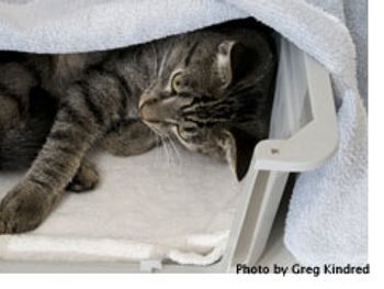 veterinary_cat_carrier-680786-1384221862341.jpg