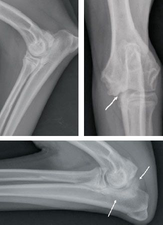 veterinary_SS_fig2a_b_c_lat_elbow-793241-1384156049540.jpg