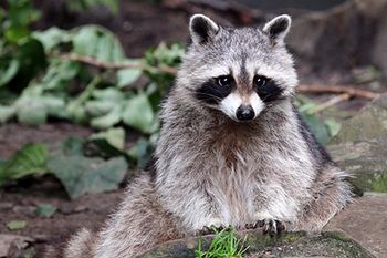 veterinary-raccoon-in-woods_AdobeStock_96962302-450.jpg