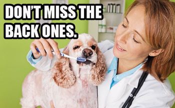 veterinary_dog_teeth_dental_vm0211_102491470_450.jpg