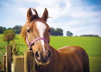 horse-300.jpg