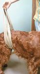 veterinary_IE_sling2_0811-735166-1384184783789.jpg