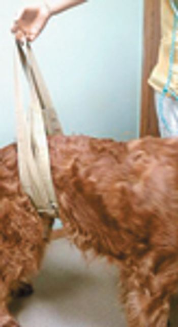 veterinary_IE_sling2_0811-735166-1384184783789.jpg
